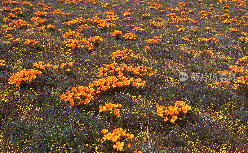金色罂粟丛羚羊谷罂粟保护区加利福尼亚