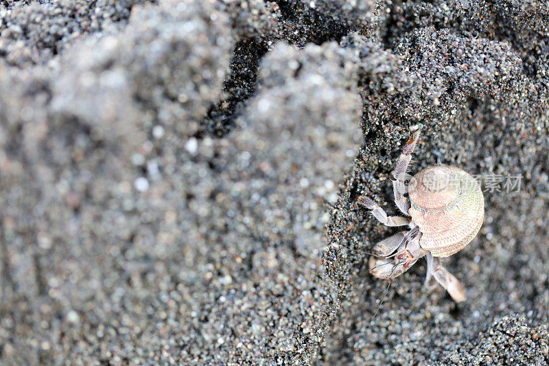 螃蟹是腕足目十足甲壳类动物