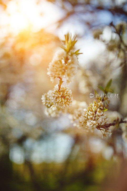 开花李树