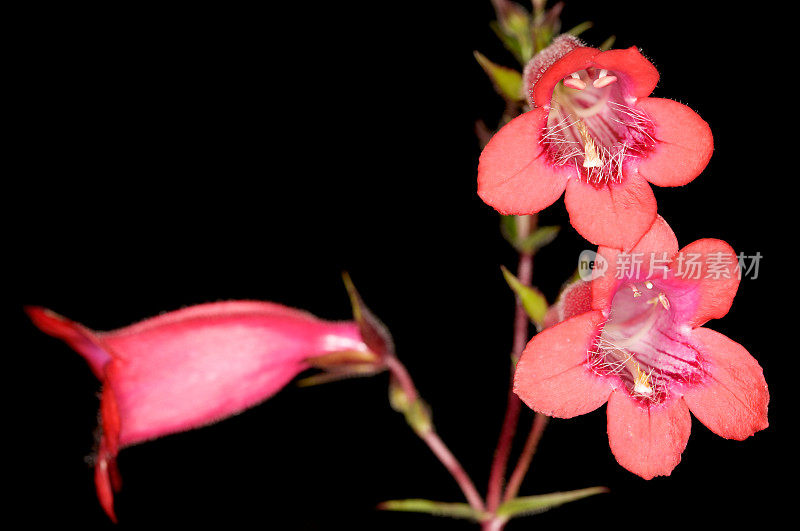 红Penstemon(须舌)花宏