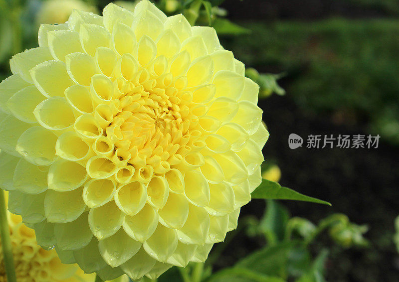 黄色的大丽花(球大丽花)，在夏季花园中开花