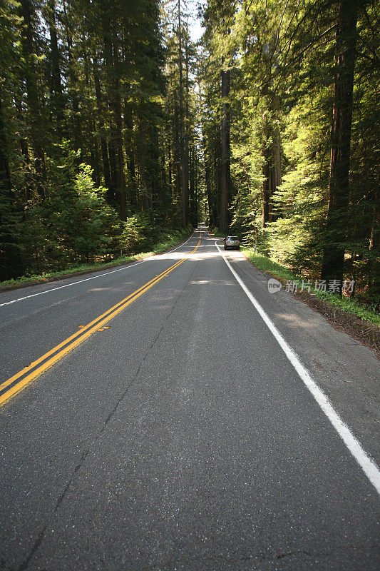 穿越红杉的公路旅行