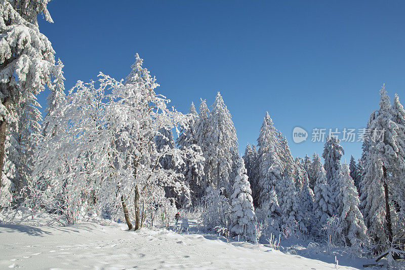 在黑色森林里的冬日里，有着雪色的冷杉蓝天