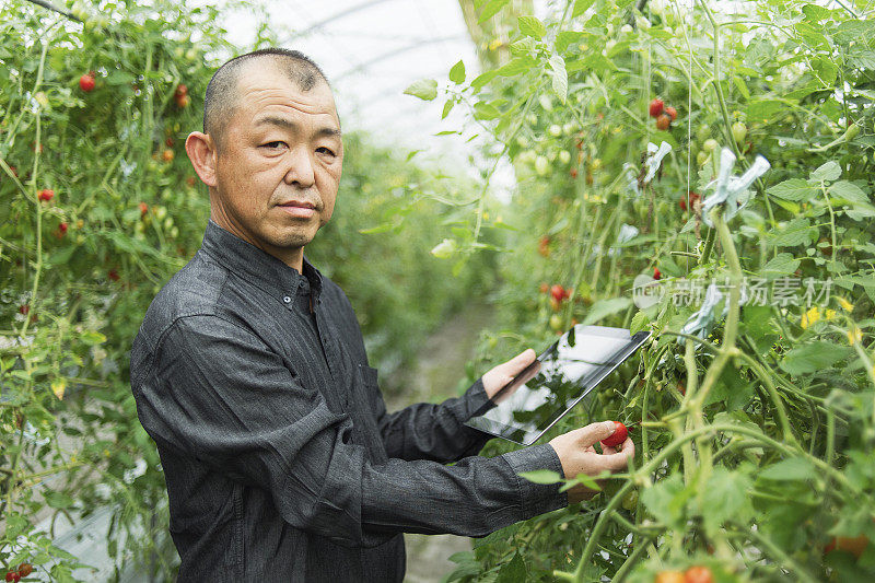 在温室里使用数字平板电脑的成年农民