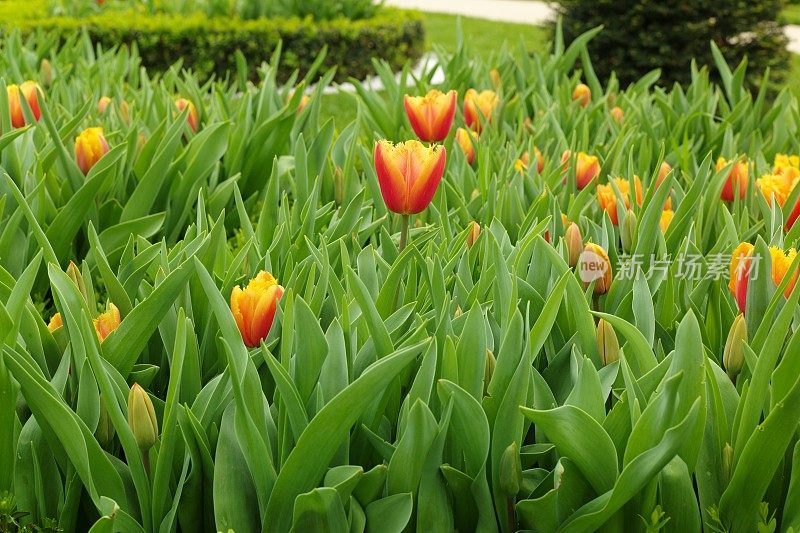 土耳其伊斯坦布尔花园里的郁金香花