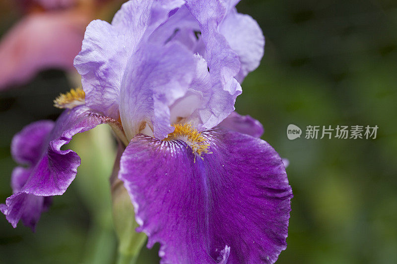 紫色和淡紫色的蝴蝶花，特写