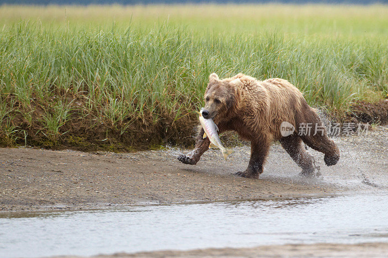 棕熊带着鱼跑。卡特迈,阿拉斯加