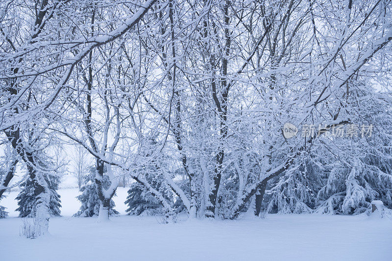 冰雪覆盖的树木