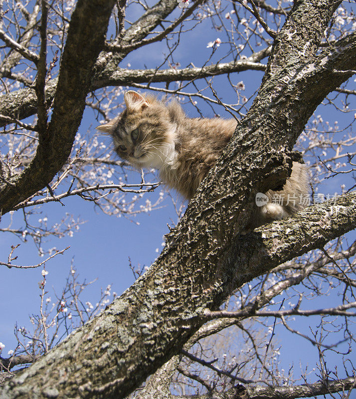 猫在树