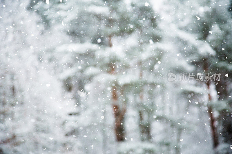 冬天的场景——树林里下雪