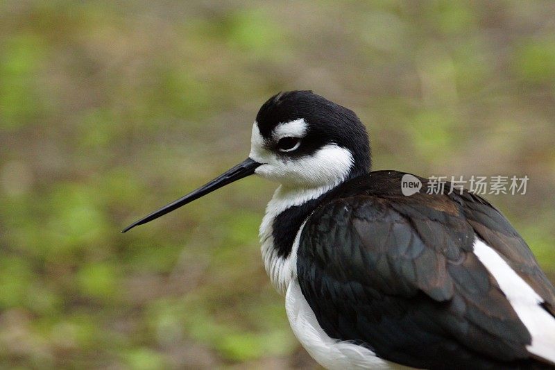 脚avocet