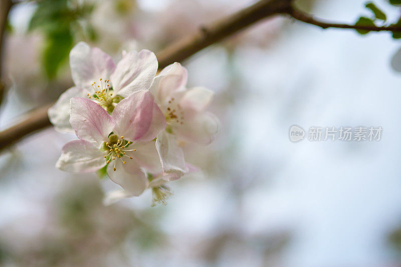 苹果花上的宏