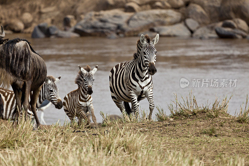 斑马和角马等着穿过肯尼亚的马拉河