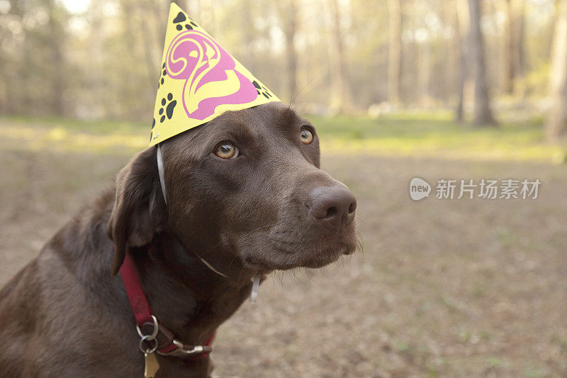 拉布拉多寻回犬两岁生日