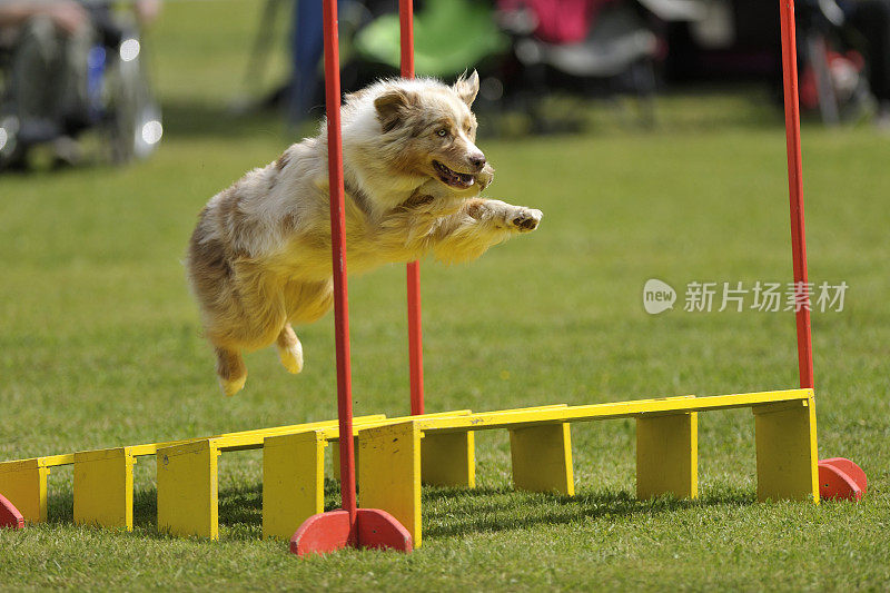 比利时牧羊犬在跳远