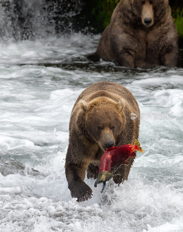 阿拉斯加棕熊和鲑鱼