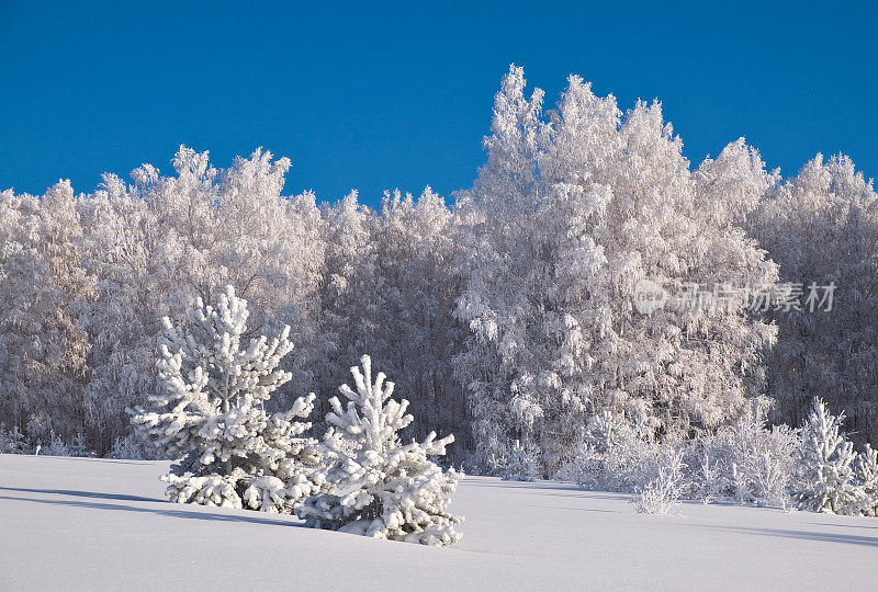覆盖着白霜的树木