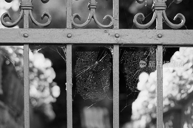铁门之间织着蜘蛛网，有背光，在户外