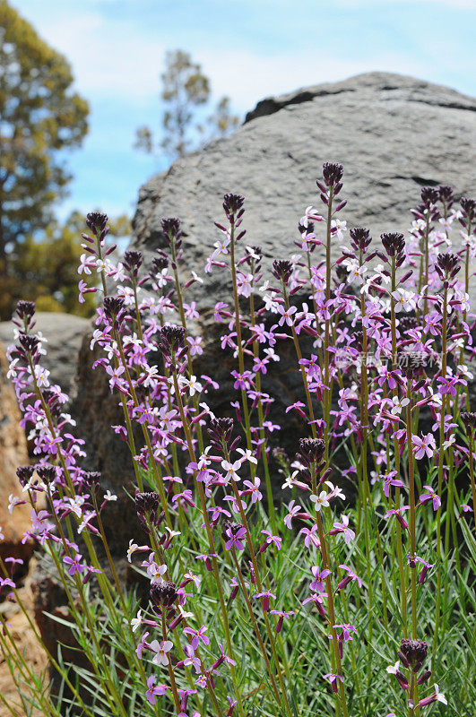 墙花?Teide (Erysimum scoparium)