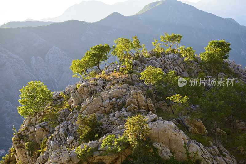 岩石山顶上的树