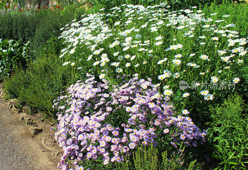 村舍花园的花与草本植物，菊花，米迦勒菊，