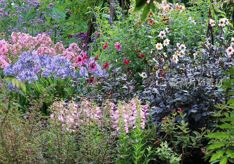 形象的夏季花卉在草本花园的边缘，色彩鲜艳