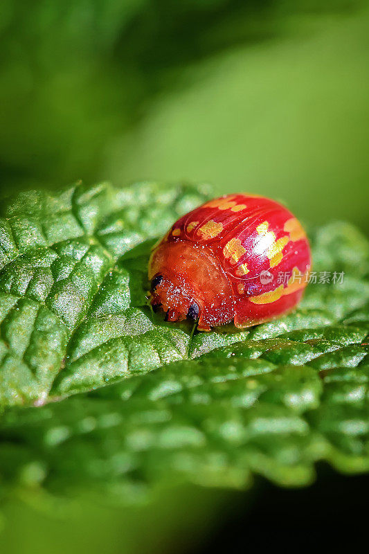 小红虫