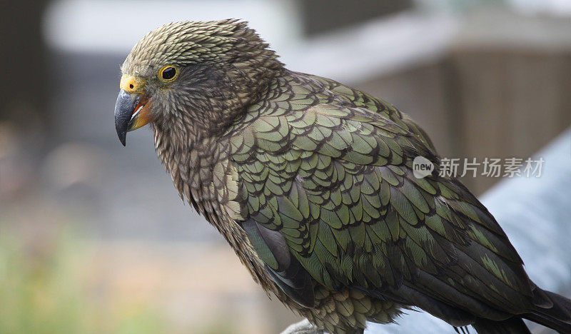 新西兰本土鹦鹉，Kea