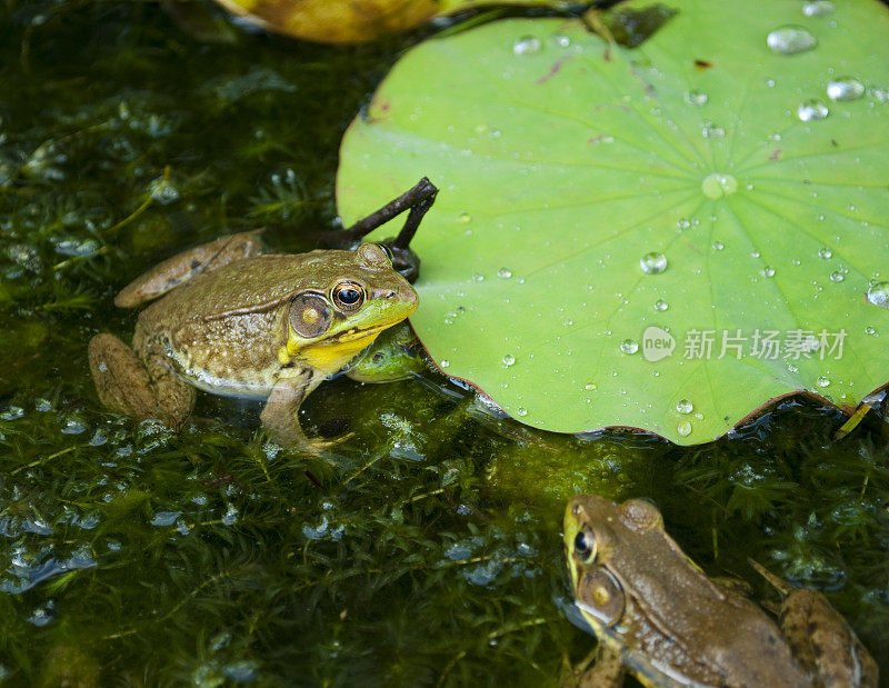 青蛙和睡莲