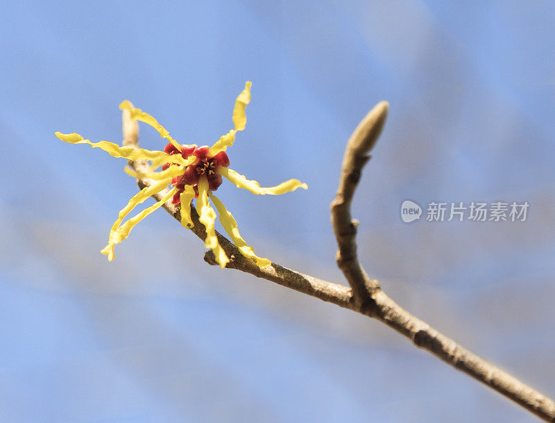 早春有榛子花