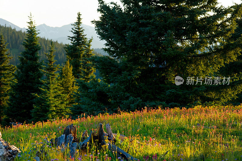 野花草地和科罗拉多山脉