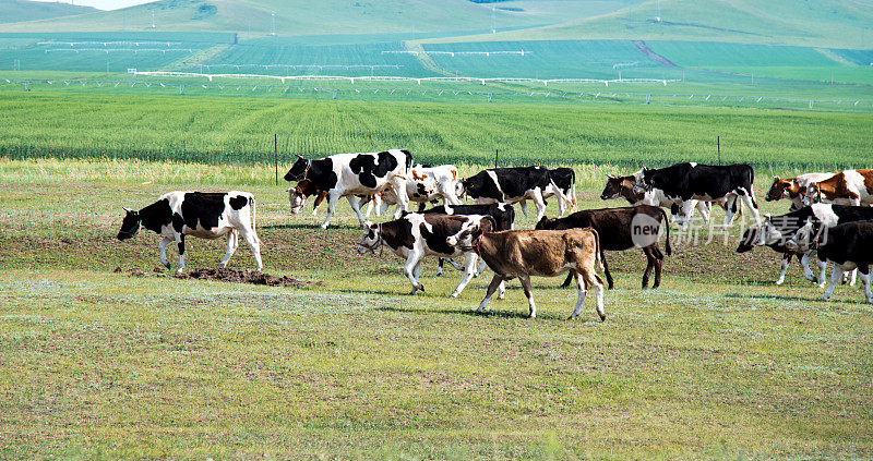 奶牛在绿色的田野上