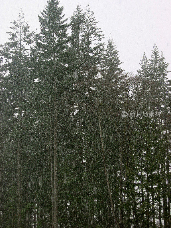 下雪的森林