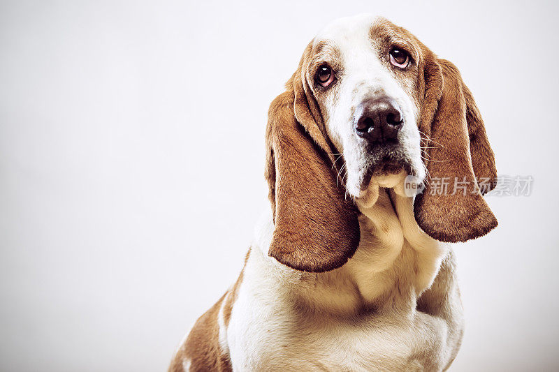 巴塞特猎犬