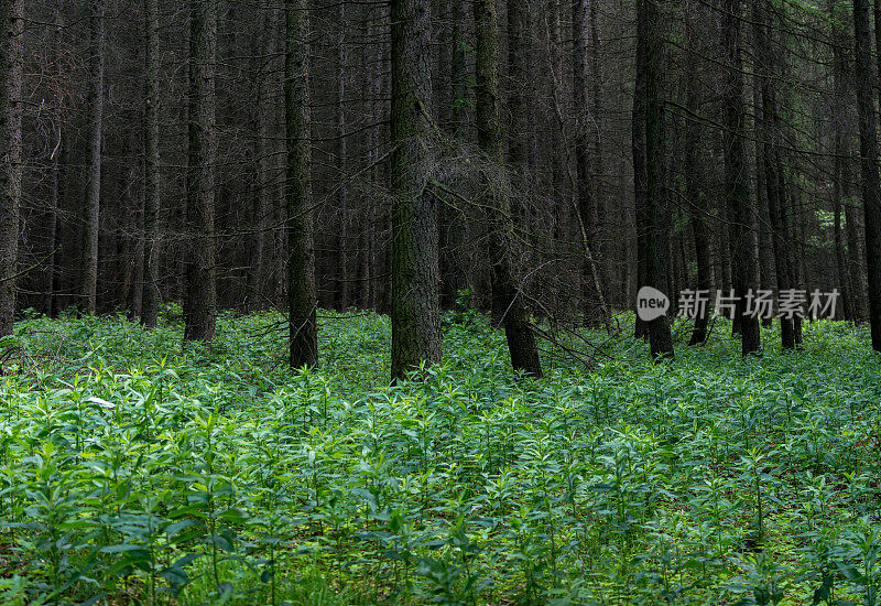 阴沉的落叶松林和绿色的林下植被。