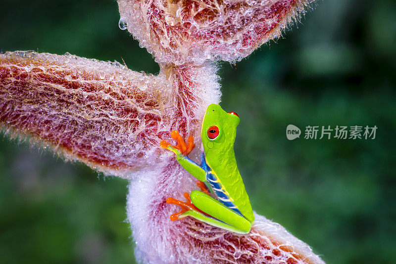 红眼树蛙在蜗牛花上，哥斯达黎加动物