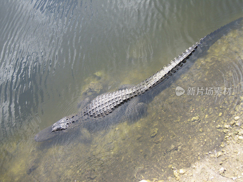 水中的鳄鱼