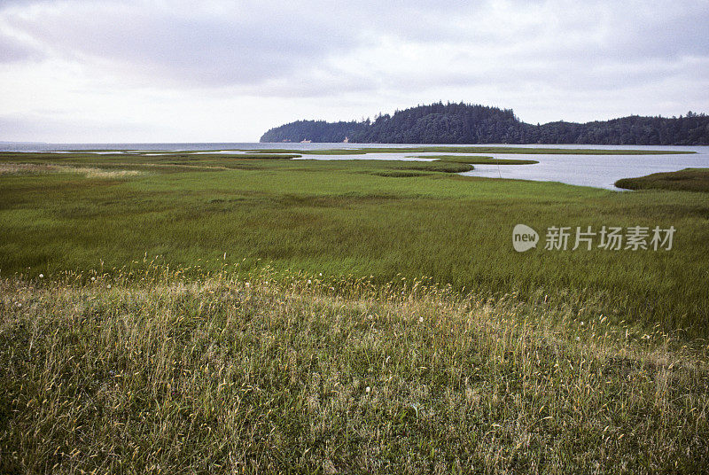 咸水沼泽和草