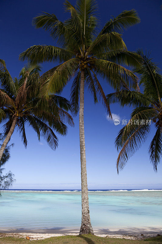 拉罗汤加的棕榈树