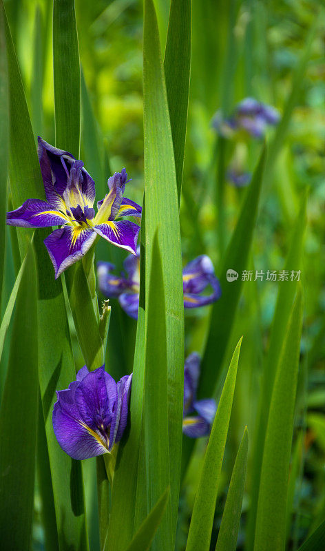 黄花菜