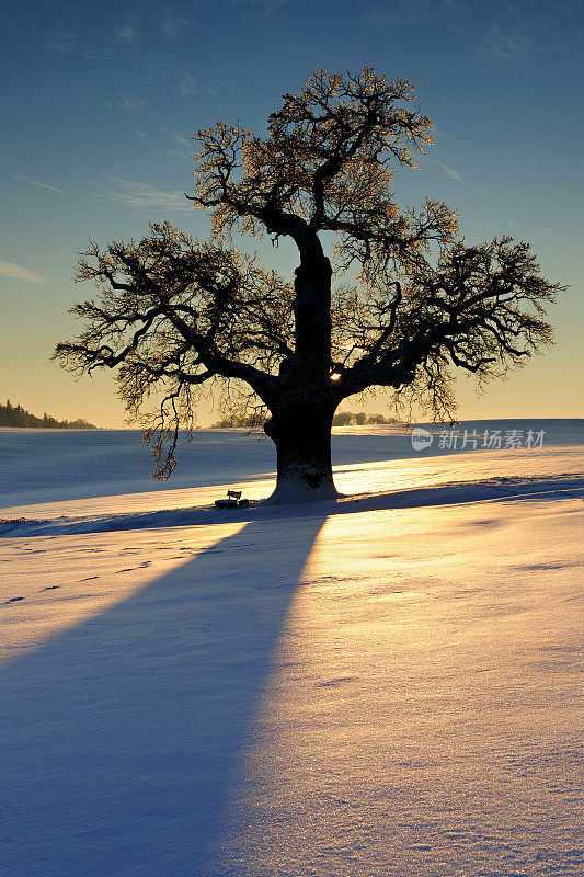 橡树在雪覆盖的冬季景观在日落