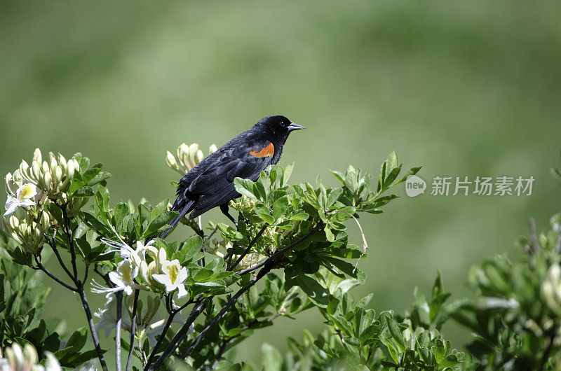 西部杜鹃花上的红翼鸫鸟