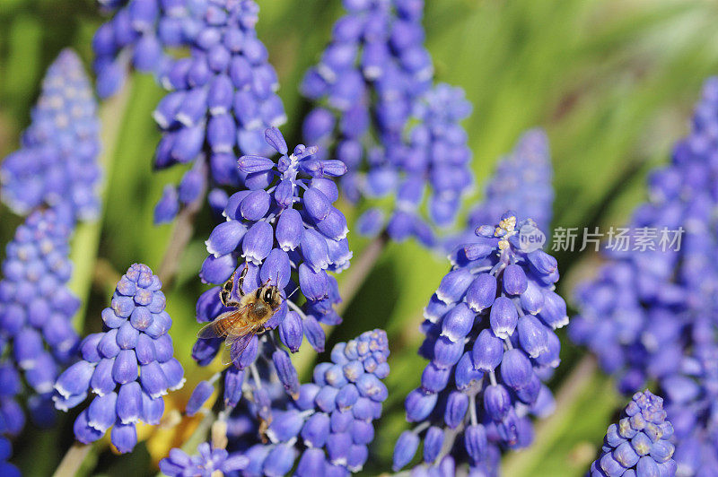 蜜蜂在风信子花上