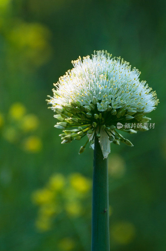 菜园里的开花洋葱