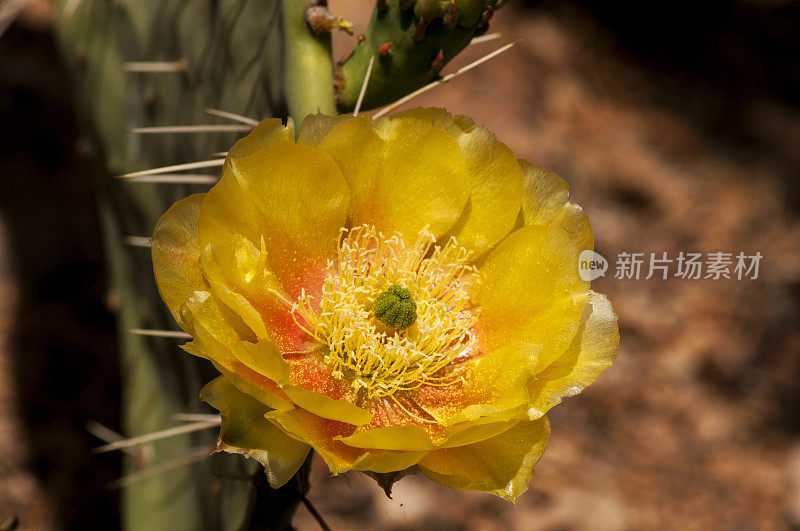 沙漠仙人掌花