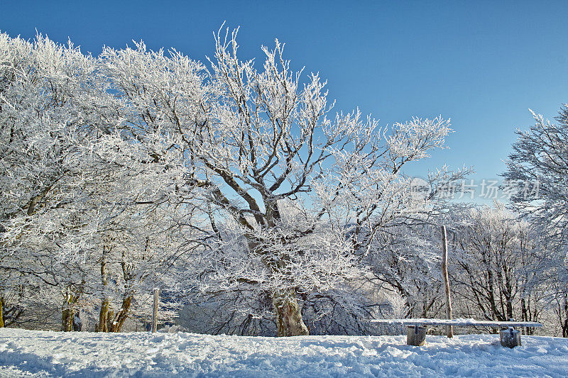 黑森林冬天的雪景