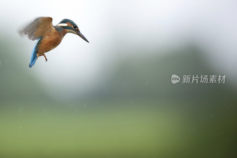 翠鸟(普通)