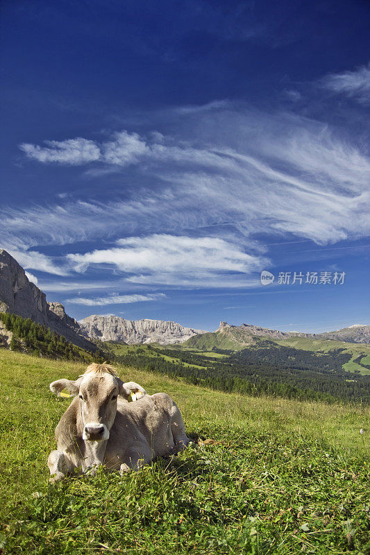 意大利Dolomiti上的奶牛