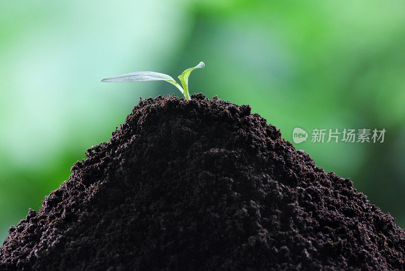 花园里的一堆土上的小植物