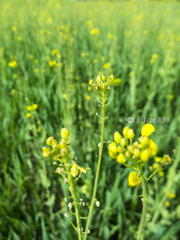 油菜花领域